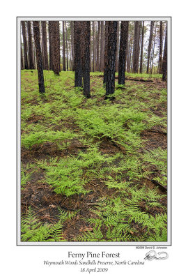 Ferny Pine Forest.jpg