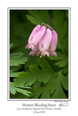 Western Bleeding Heart Close.jpg