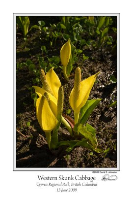 Western Skunk Cabbage Group.jpg