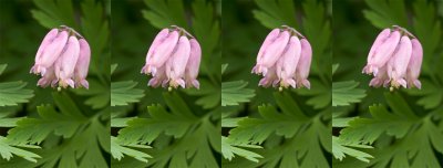 Bleeding Heart Layers.jpg