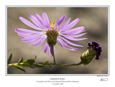 Autumn Aster.jpg