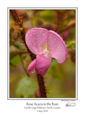 Rose Acacia in Rain.jpg