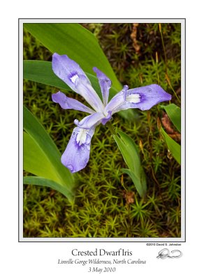 Crested Dwarf Iris.jpg