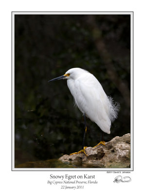 Snowy Egret on Karst.jpg