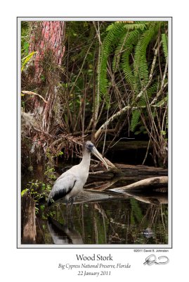 Wood Stork.jpg