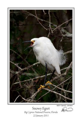 Snowy Egret Squawk.jpg