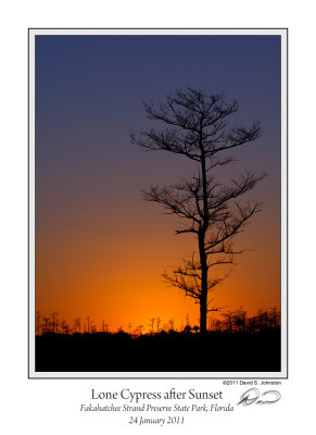 Lone Cypress Fakahatchee.jpg