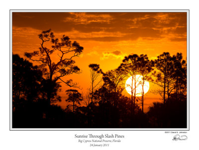 Sunrise Through Slash Pines.jpg