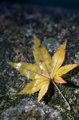 Narita Temple