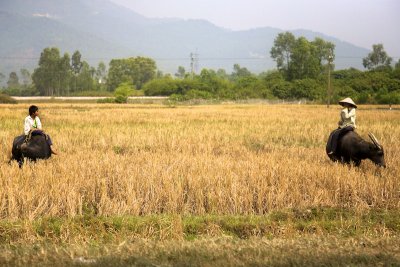 Water Buffalo