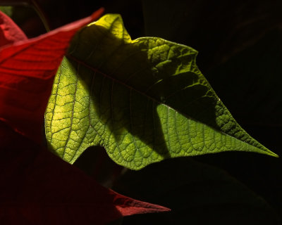 a dance of red, green, and shadows