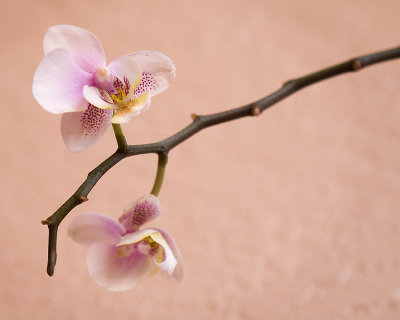 Oshie's Orchid