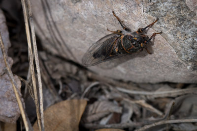 cicada surprise
