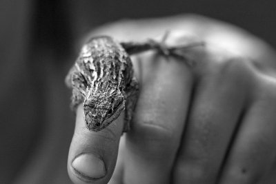 a lizard's pet finger