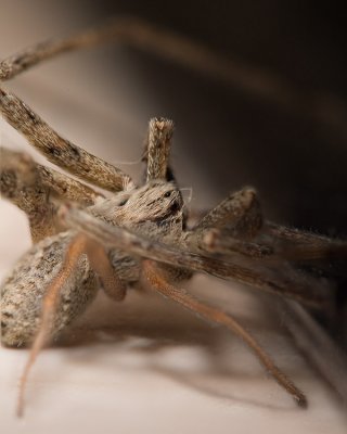 HDOF Macro of a little spider