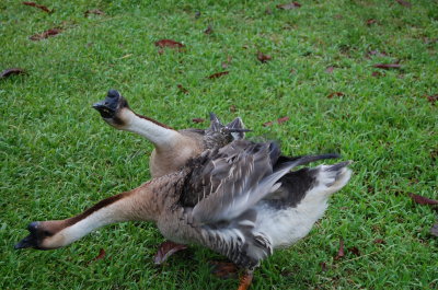 Noisy geese of Adang
