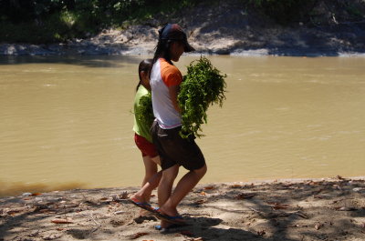 Collecting paku for our kenduri for Pusit resident.