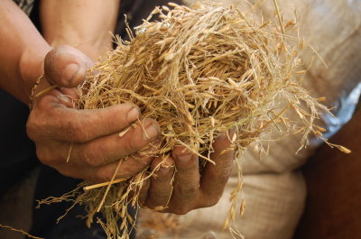 Rice stalks attacked by rats in Perisek.