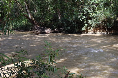Dawat's dog, Asok will swim and land diagonally on the opposite bank.