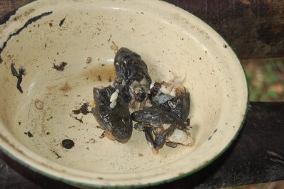 Leftover frog heads.