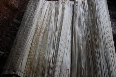 Leaf of a plant use by Penan as ground sheet