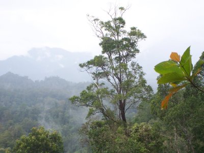 Mulu as a backdrop.