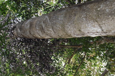 DSC_0223.JPG