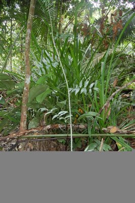Rotan plant