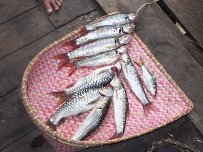 Freshly caught ikan Sema'ah and others