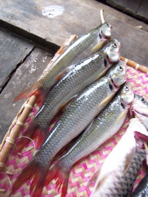 Thomas followed the Chief and son to jaring the fish in a lubok. It makes a good photo if taken