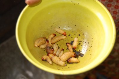 Sago grubs