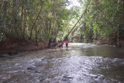 Nice river with crystal clear water and trees cover.
