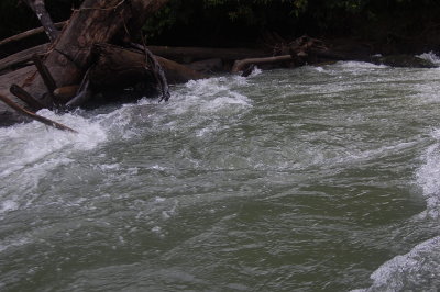 Log jutting out in the river