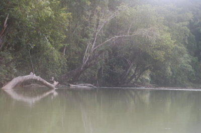 The only sound is the gibbon calling. This is heaven on earth.