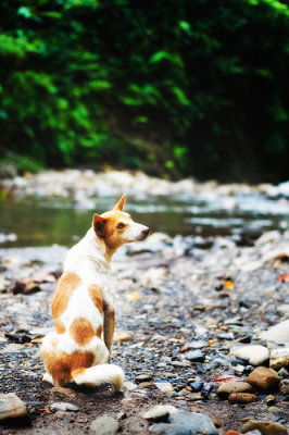 Asok the dog. I don't any other species of dogs can survive this environment.