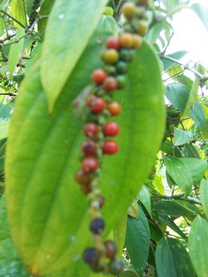 Pepper are grown here too.