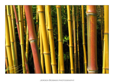 kawayan piao zhu take dae wa tre baans phyllostachys aureosulcata