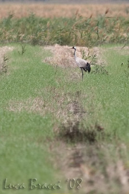 (Common) Crane (Grus grus)