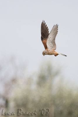 (Common) Kestrel (Falco tinnunculus)