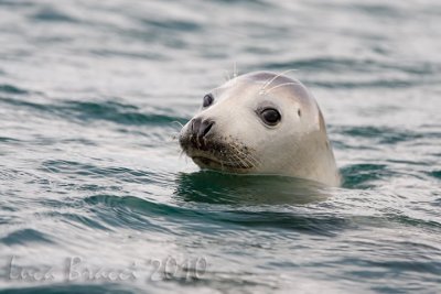 Common seal (Phoca vitulina)