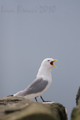 Kittiwake (Rissa tridactyla)