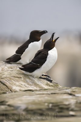 Razorbill (Alca torda)