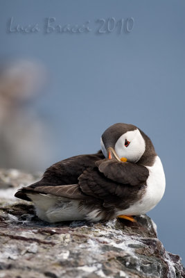 Puffin (Fratercula artica)