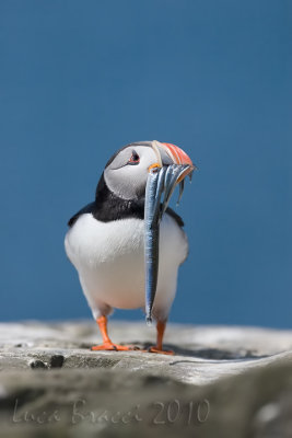 Puffin (Fratercula artica)