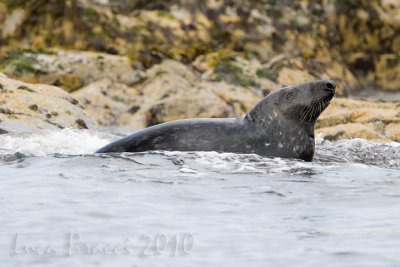 Foca-Grigia.jpg