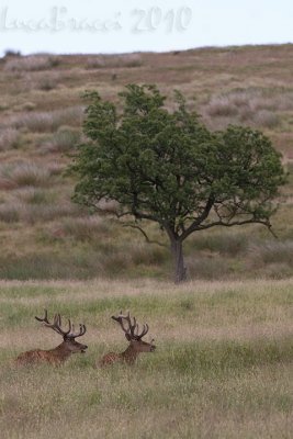 cervi-con-albero.jpg