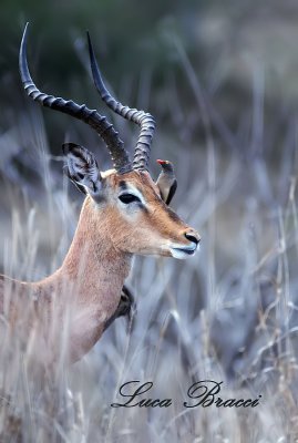 impala-e-bufaga.Kruger Park South Africa