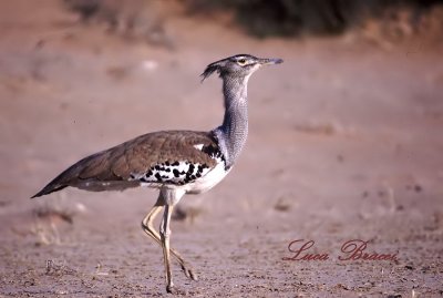 Ardeotis-kori.Kalahari Gemsbok park South Africa