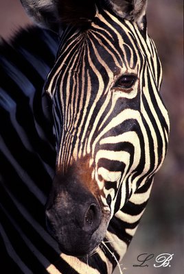 Zebra.Kruger Park s.a.