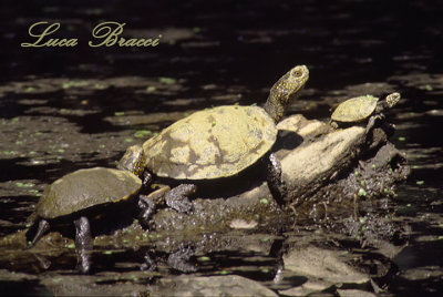 Turtle-family-Sun-bathing.S.Rossore PI